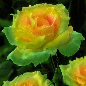 FB_IMG_1583520593292
