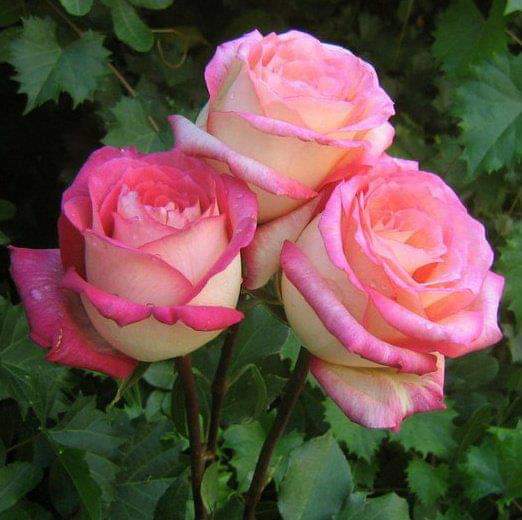FB_IMG_1583520516265